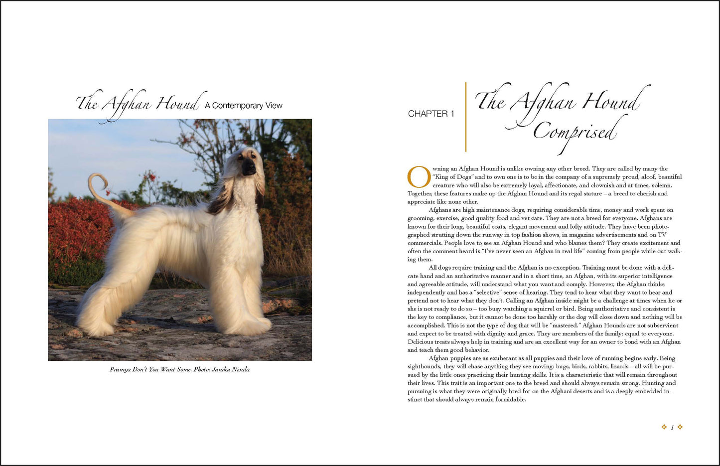 The Afghan Hound, a Contemporary View