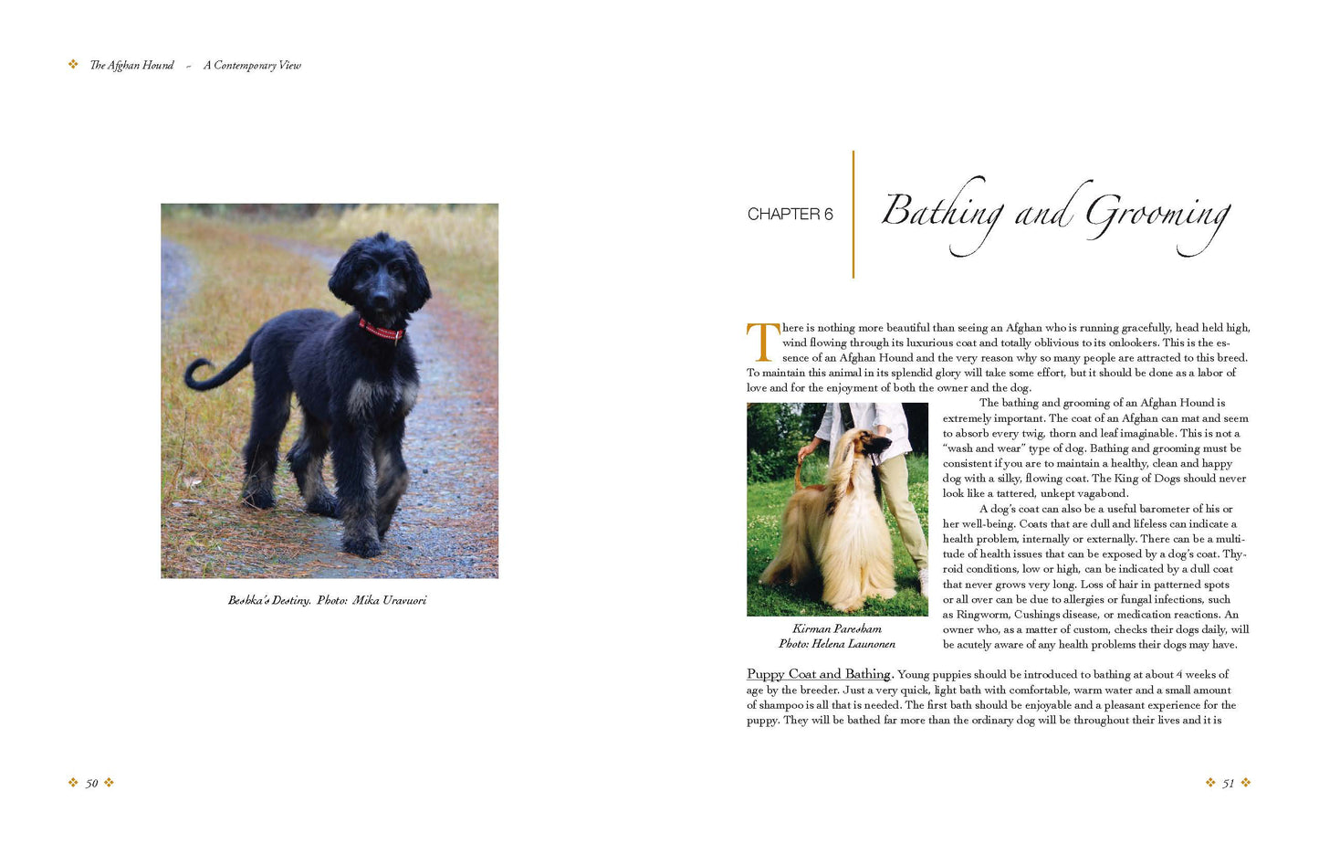 The Afghan Hound, a Contemporary View