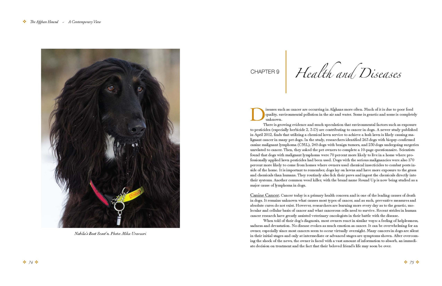The Afghan Hound, a Contemporary View