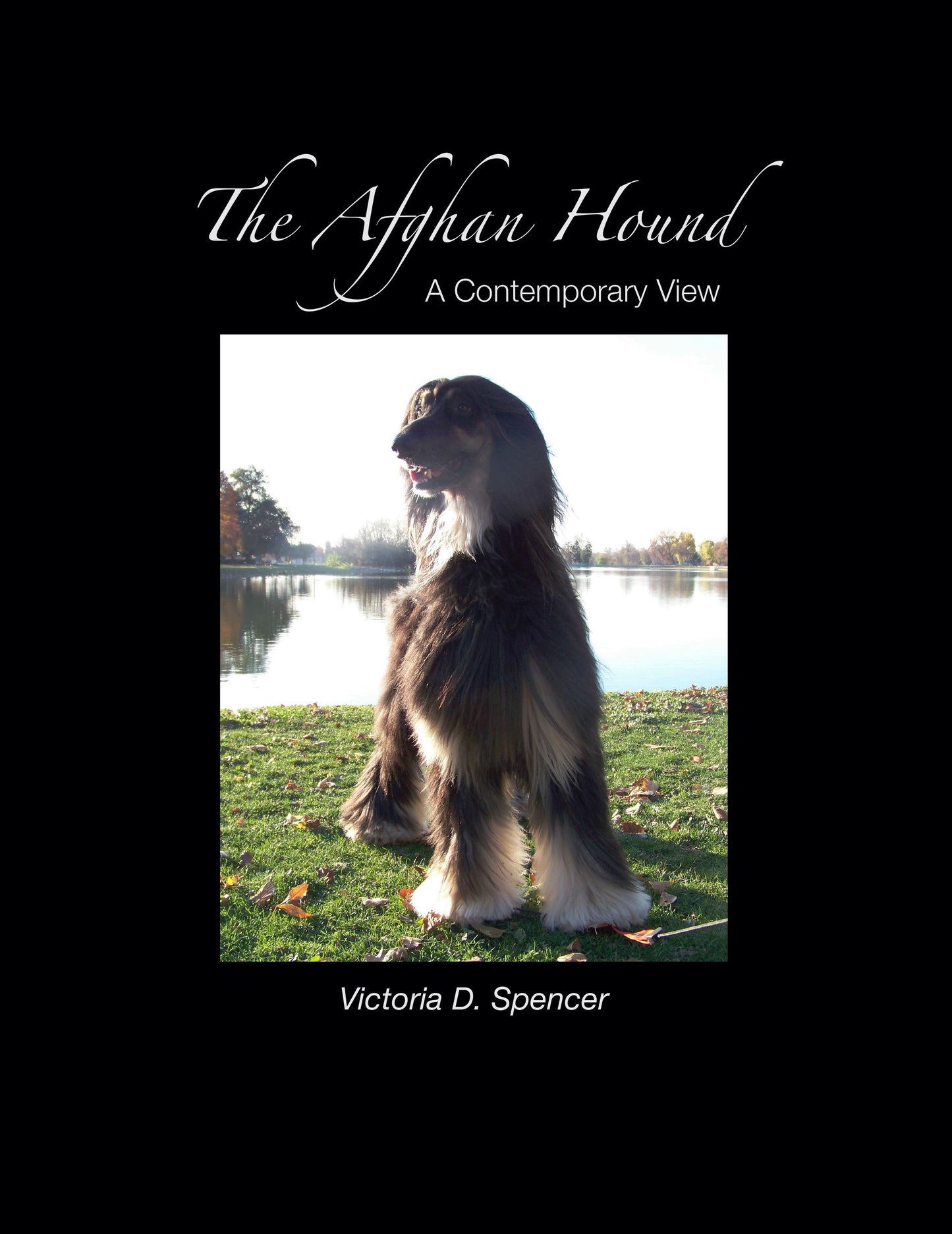 The Afghan Hound, a Contemporary View