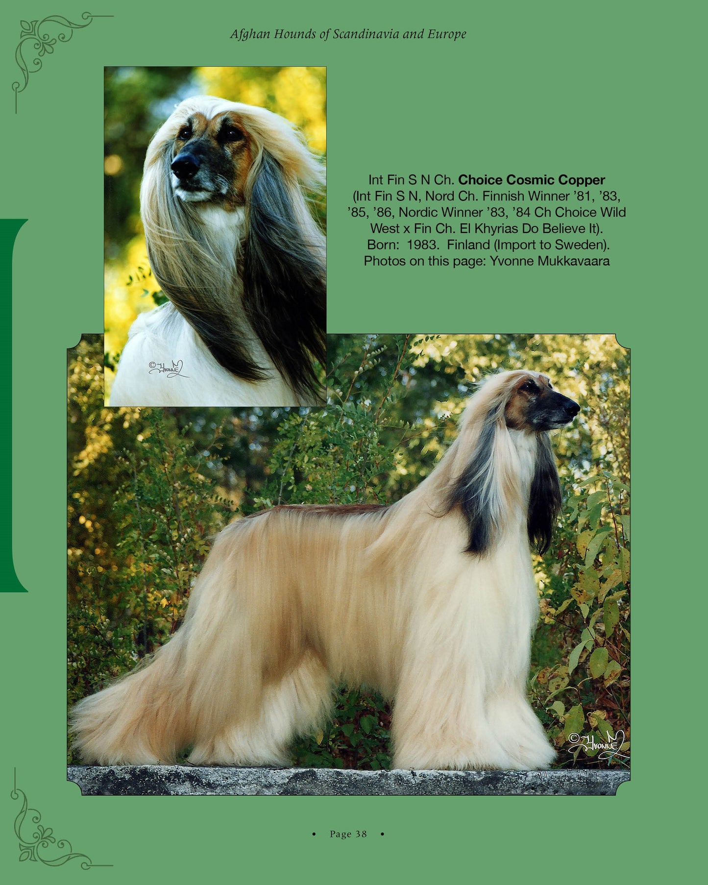 Choice Cosmic Copper - a page from Afghan Hounds of Scandinavia and Europe from the 1970's, 80's and 90's (Vol. 1) by Victoria D. Spencer