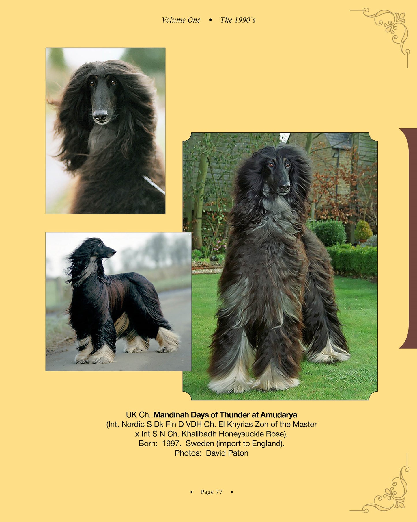 Mandinah Days of Thunder at Amudarya - a page from Afghan Hounds of Scandinavia and Europe from the 1970's, 80's and 90's (Vol. 1) by Victoria D. Spencer