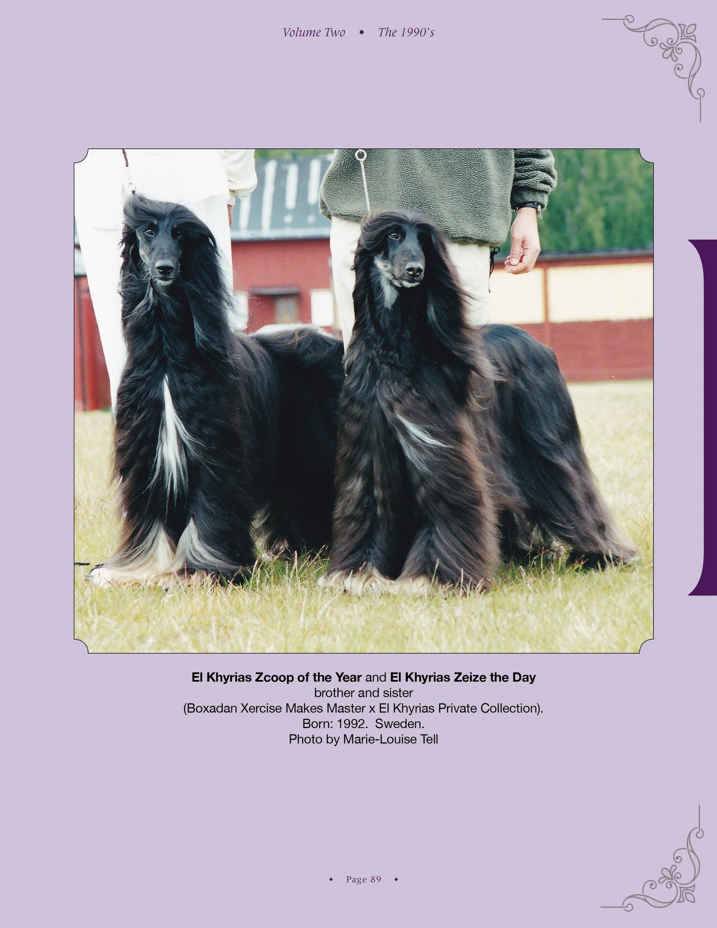 El Khyrias Zcoop of the Year and El Khyrias Zeize the Day - a page from Afghan Hounds of Scandinavia and Europe from the 1970's, 80's and 90's (Vol. 2) by Victoria D. Spencer