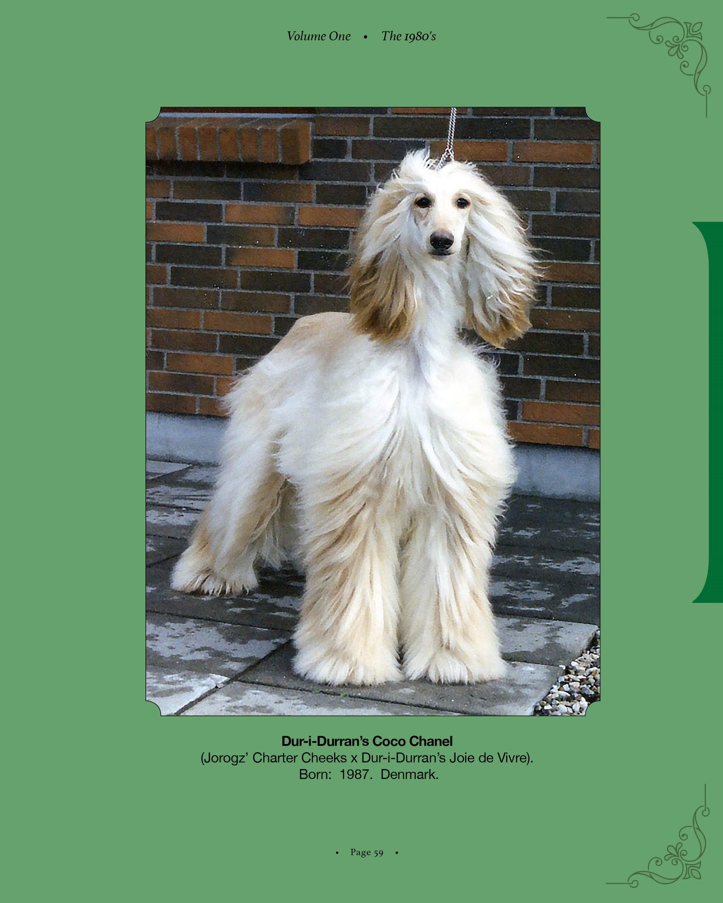 Dur-i-Durran's Coco Chanel - a page from Afghan Hounds of Scandinavia and Europe from the 1970's, 80's and 90's (Vol. 1) by Victoria D. Spencer