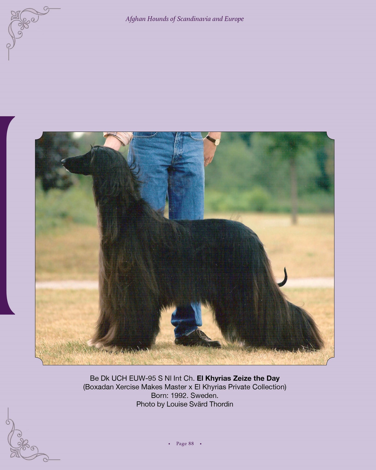 El Khyrias Zeize the Day - a page from Afghan Hounds of Scandinavia and Europe from the 1970's, 80's and 90's (Vol. 2) by Victoria D. Spencer