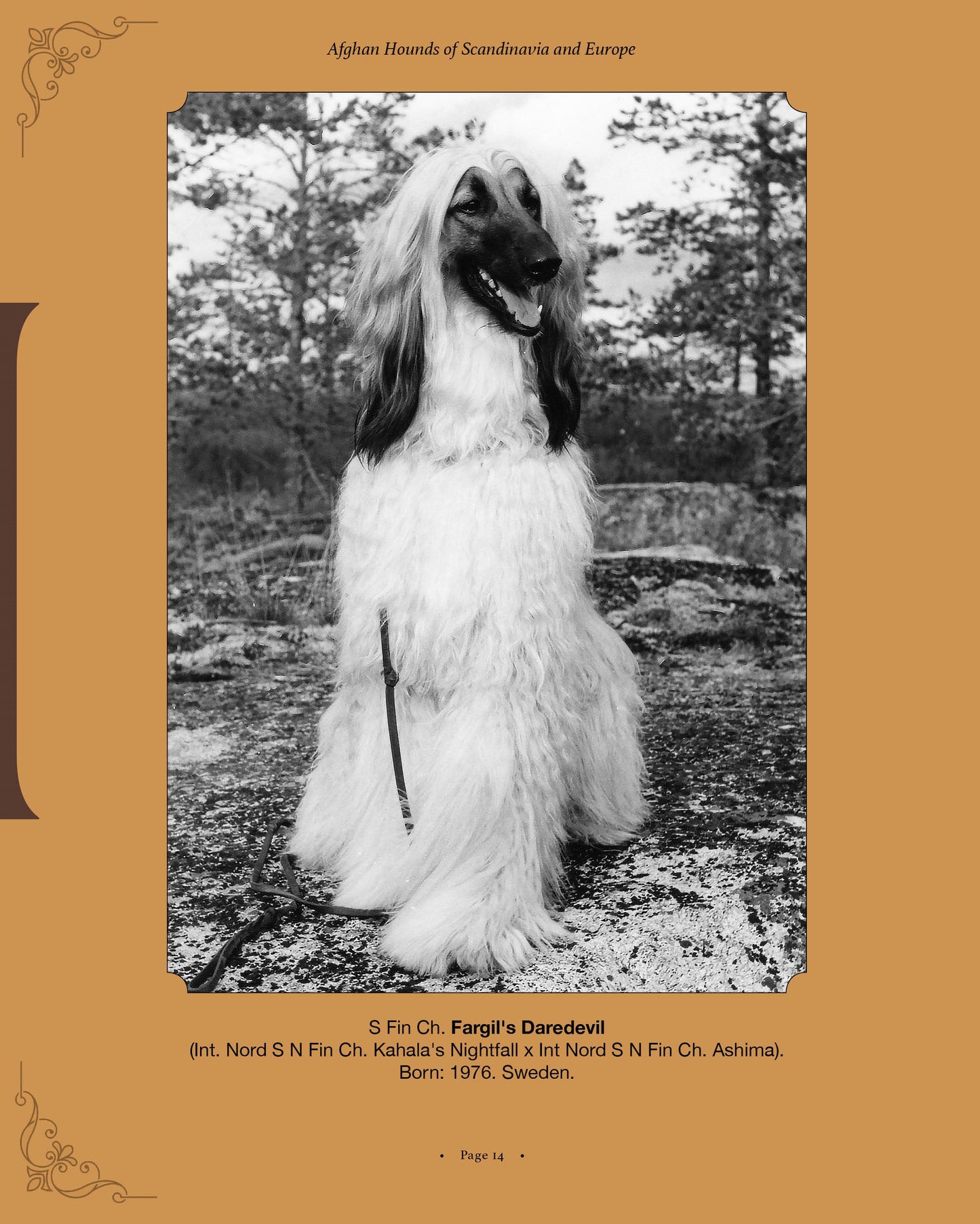 Fargil's Daredevil - a page from Afghan Hounds of Scandinavia and Europe from the 1970's, 80's and 90's (Vol. 1) by Victoria D. Spencer