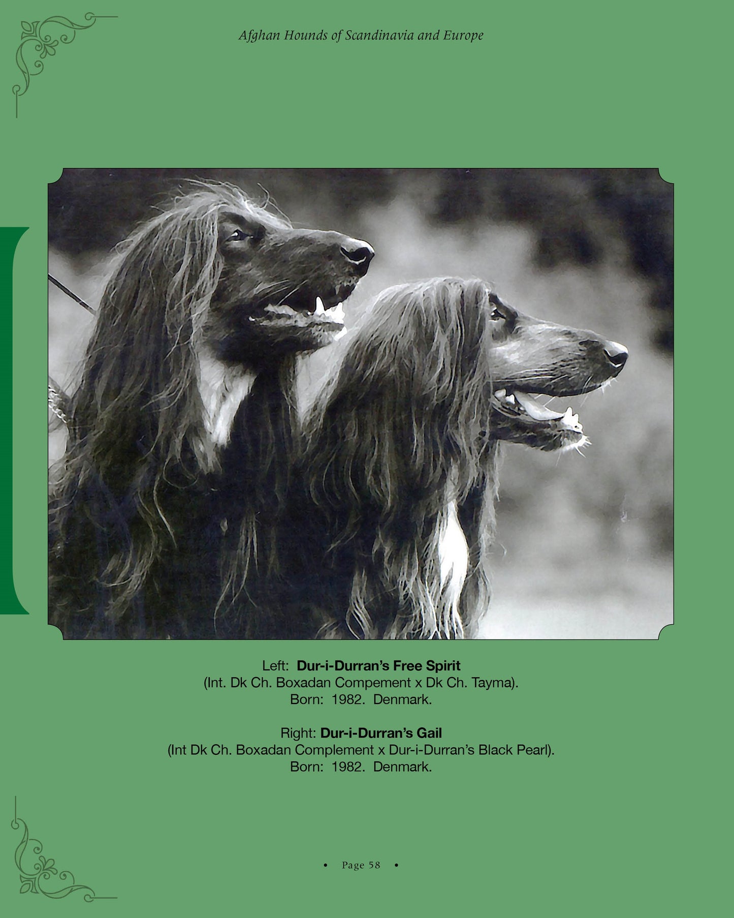 Dur-i-Durran's Free Spirit and Dur-i-Durran's Gail - a page from Afghan Hounds of Scandinavia and Europe from the 1970's, 80's and 90's (Vol. 1) by Victoria D. Spencer