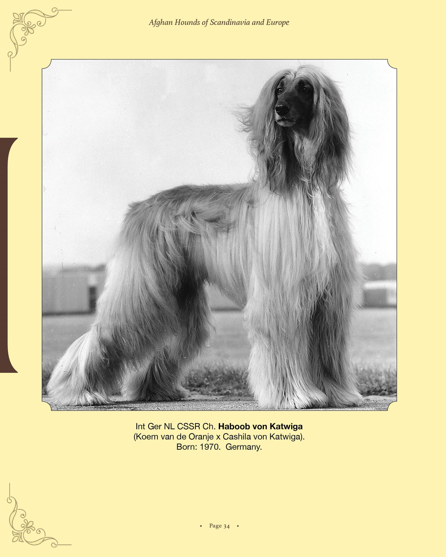 Haboob von Katwiga - a page from Afghan Hounds of Scandinavia and Europe from the 1970's, 80's and 90's (Vol. 2) by Victoria D. Spencer
