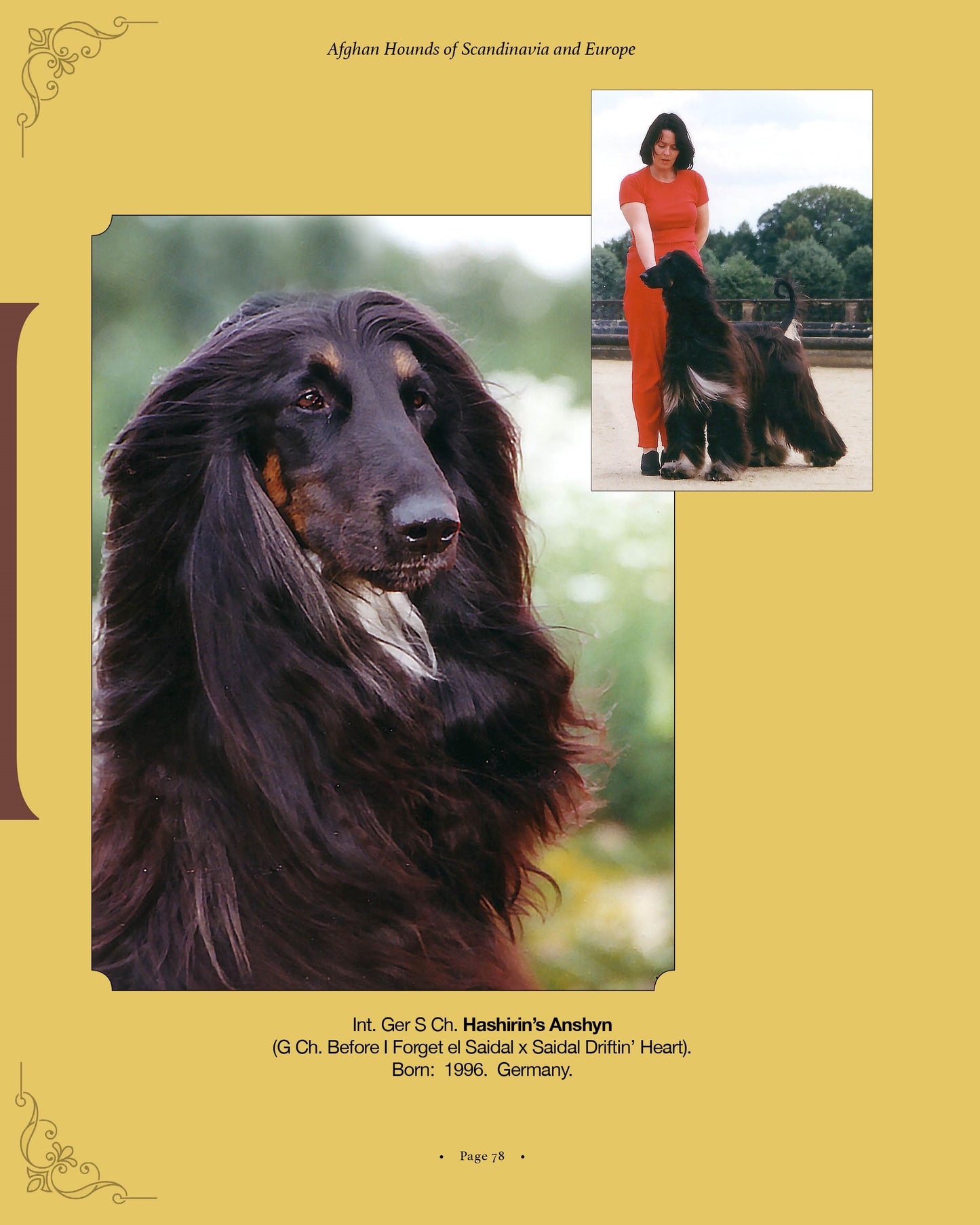 Hashirin's Anshyn - a page from Afghan Hounds of Scandinavia and Europe from the 1970's, 80's and 90's (Vol. 1) by Victoria D. Spencer