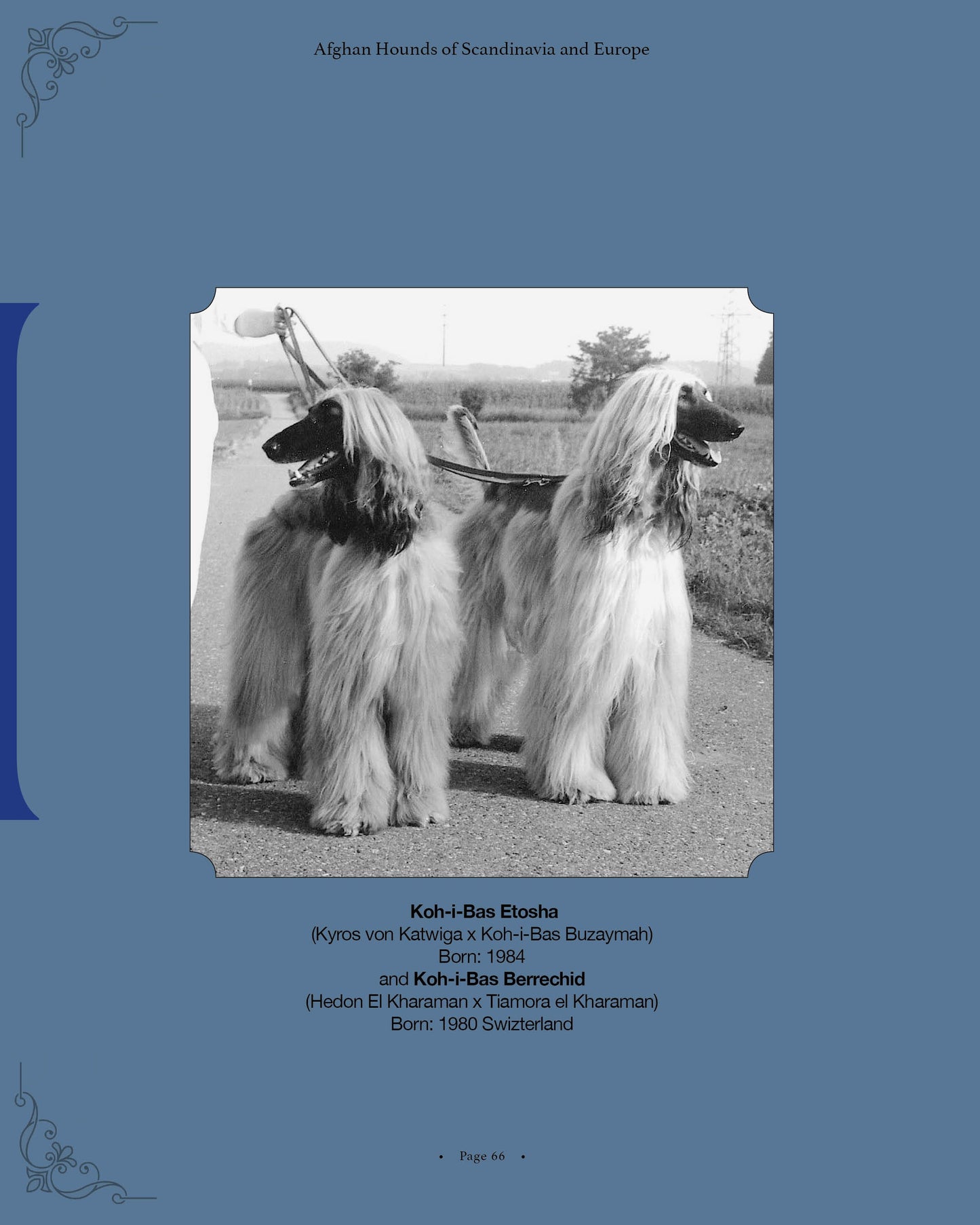 Koh-i-Bas Etosha and Koh-i-Bas Berrechid - a page from Afghan Hounds of Scandinavia and Europe from the 1970's, 80's and 90's (Vol. 3) by Victoria D. Spencer