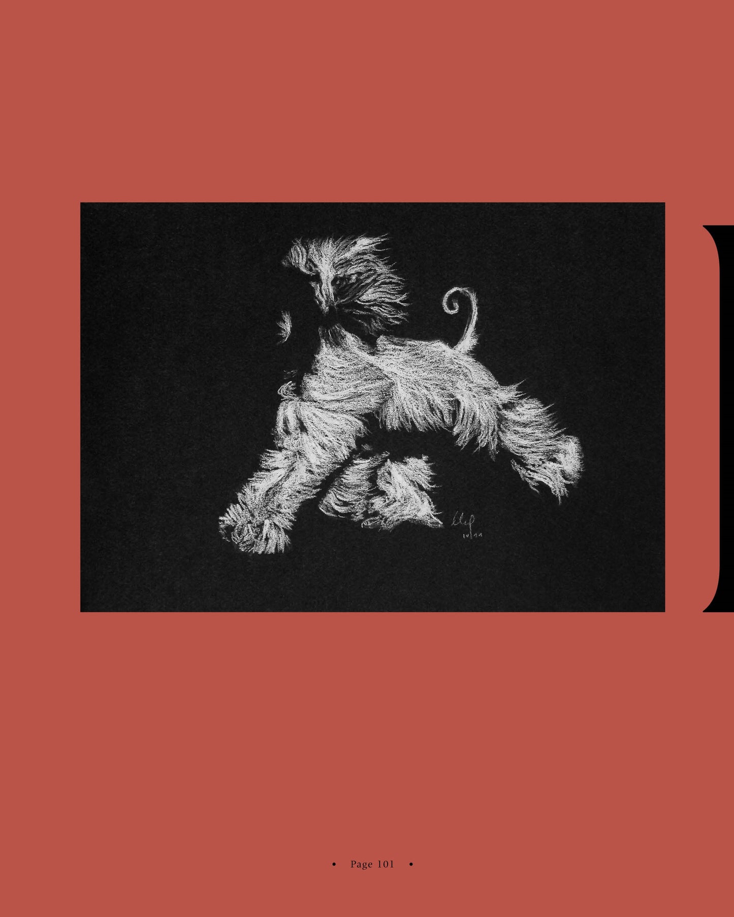 A striking black and white illustration of an Afghan Hound on a red page - a page from Afghan Hounds of Scandinavia and Europe from the 1970's, 80's and 90's (Vol. 1) by Victoria D. Spencer