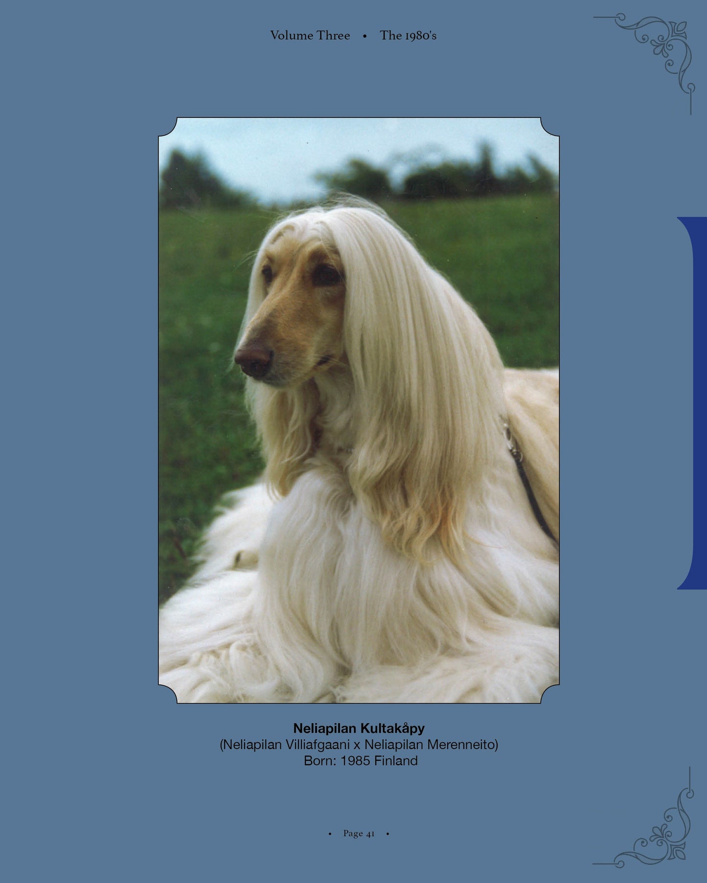 Neliapilan Kultakåpy - a page from Afghan Hounds of Scandinavia and Europe from the 1970's, 80's and 90's (Vol. 3) by Victoria D. Spencer