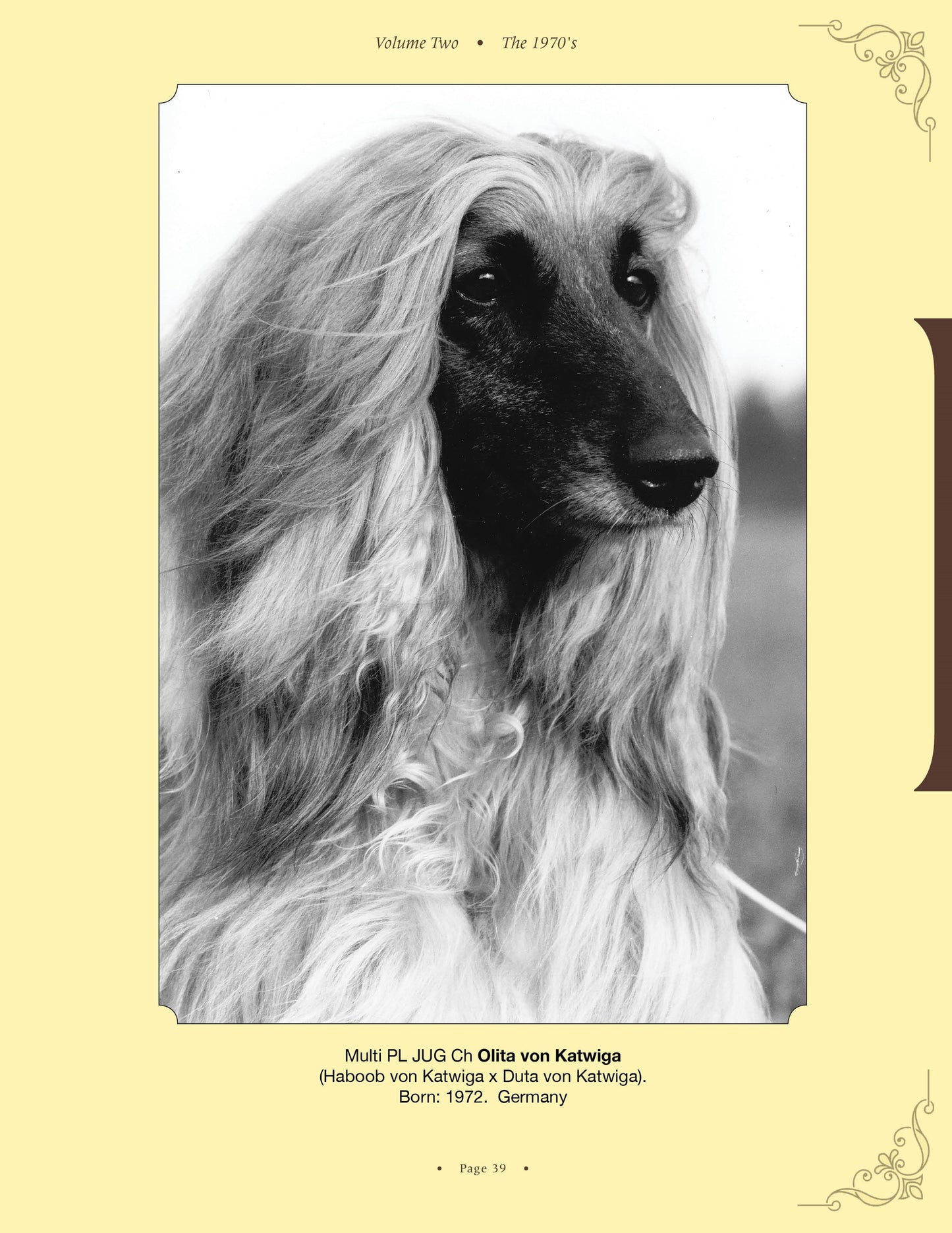 Olita von Katwiga - a page from Afghan Hounds of Scandinavia and Europe from the 1970's, 80's and 90's (Vol. 2) by Victoria D. Spencer