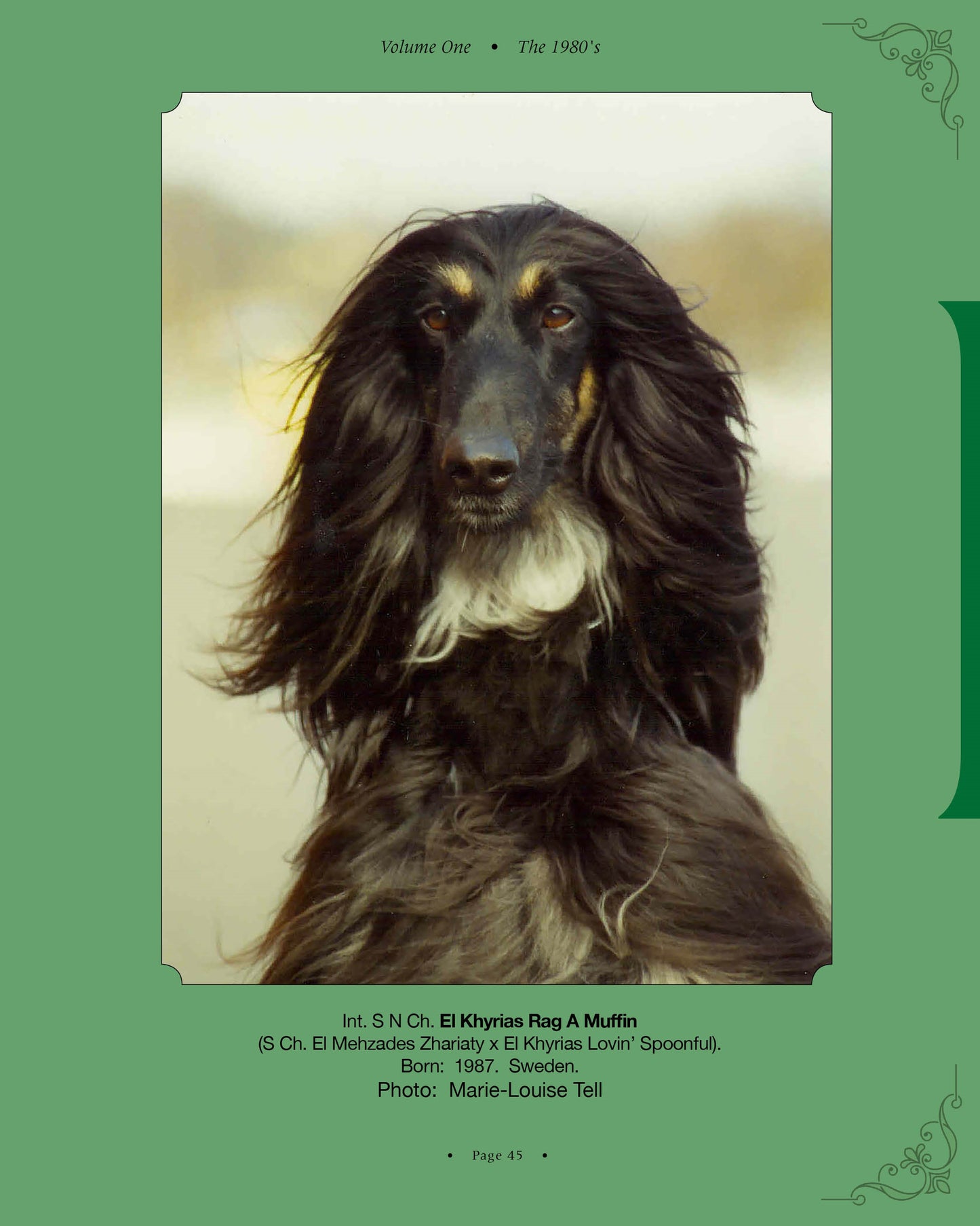 El Khyrias Rag A Muffin - a page from Afghan Hounds of Scandinavia and Europe from the 1970's, 80's and 90's (Vol. 1) by Victoria D. Spencer