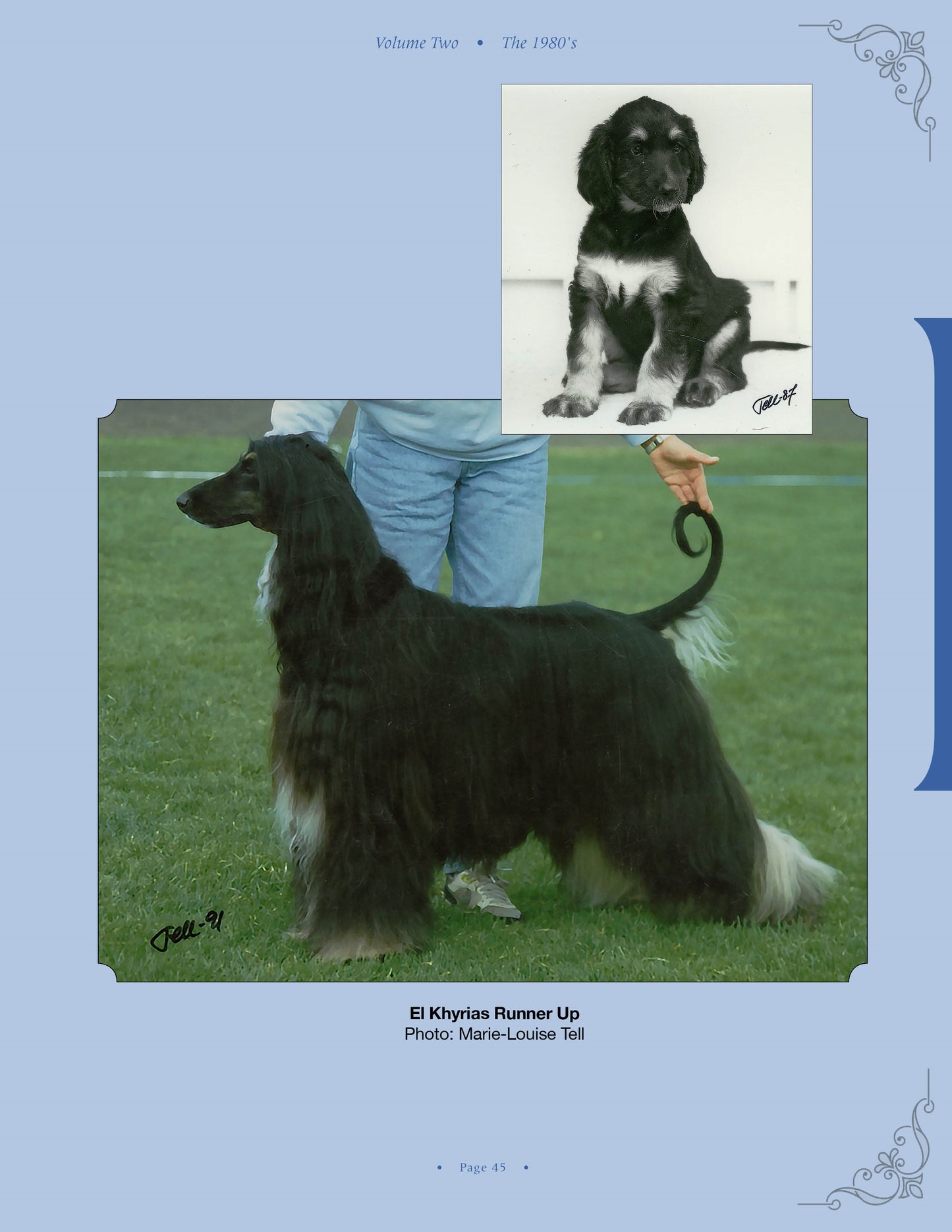 El Khyrias Runner Up - a page from Afghan Hounds of Scandinavia and Europe from the 1970's, 80's and 90's (Vol. 2) by Victoria D. Spencer