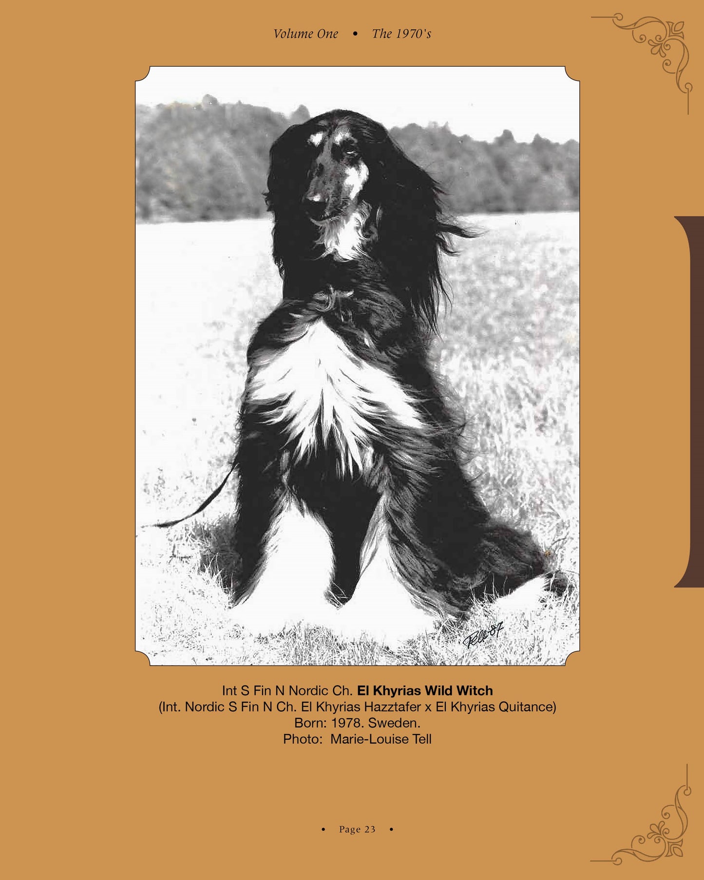 El Khyrias Wild Witch - a page from Afghan Hounds of Scandinavia and Europe from the 1970's, 80's and 90's (Vol. 1) by Victoria D. Spencer