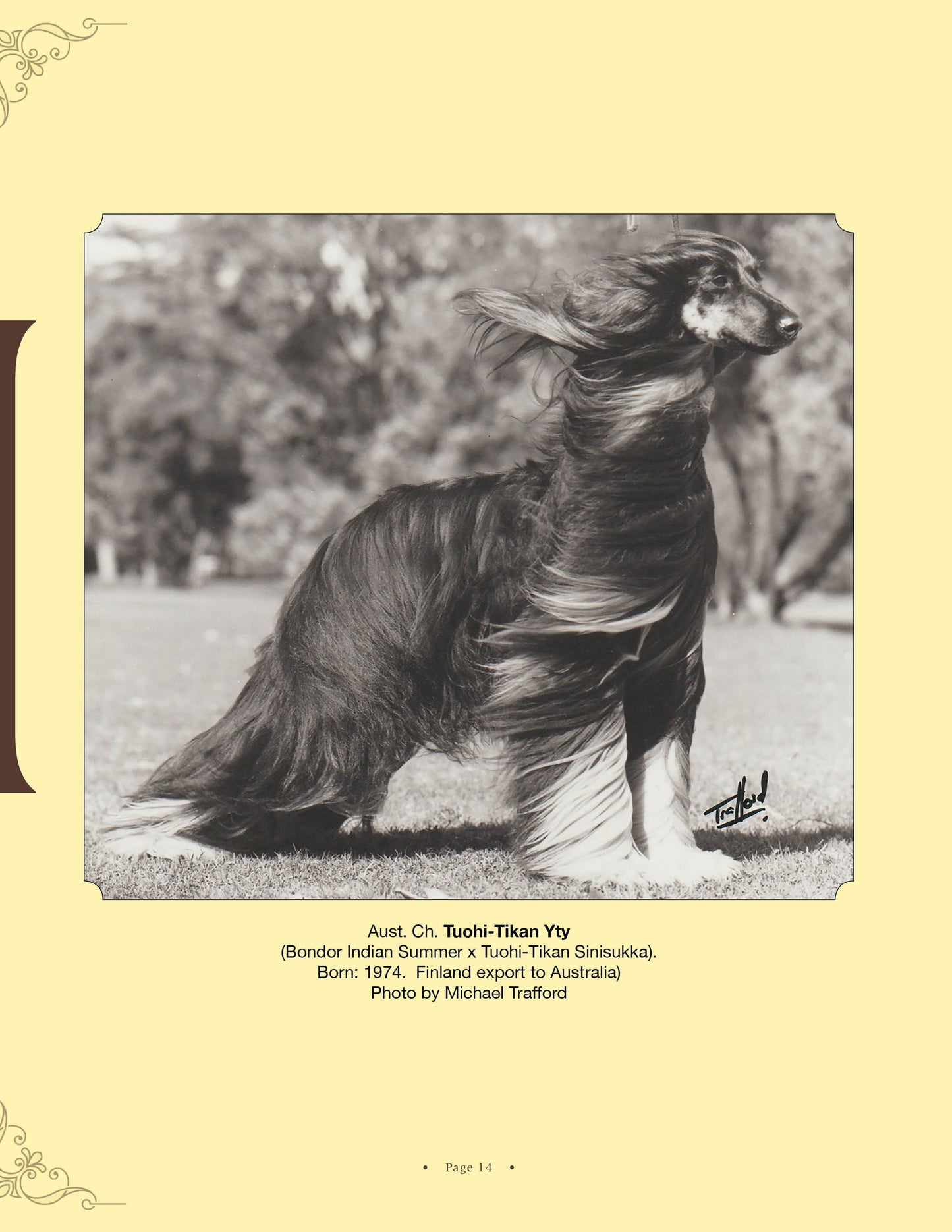 Tuohi-Tikan Yty - a page from Afghan Hounds of Scandinavia and Europe from the 1970's, 80's and 90's (Vol. 2) by Victoria D. Spencer