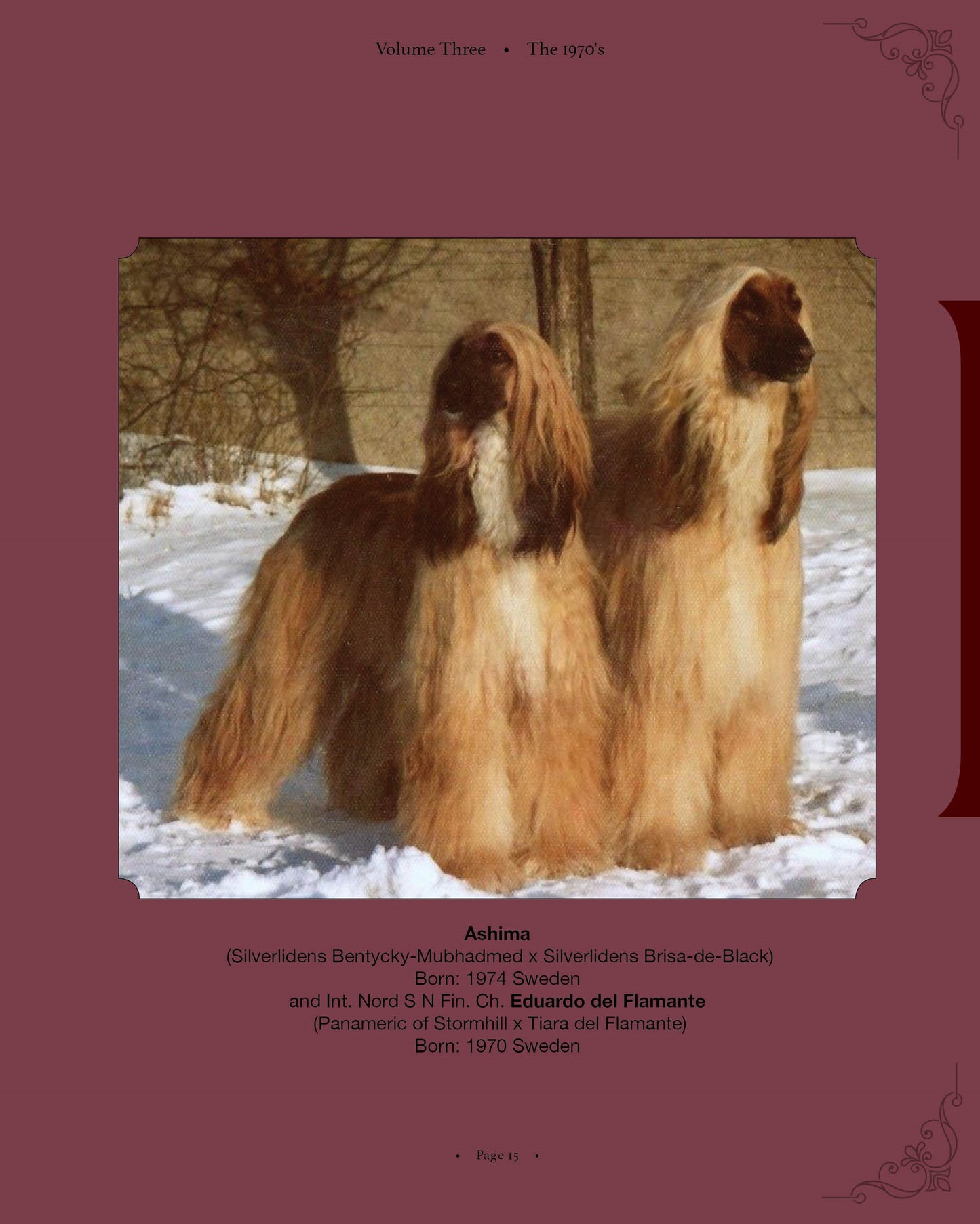 Ashima: a page from Afghan Hounds of Scandinavia and Europe from the 1970's, 80's and 90's (Vol. 3) by Victoria D. Spencer