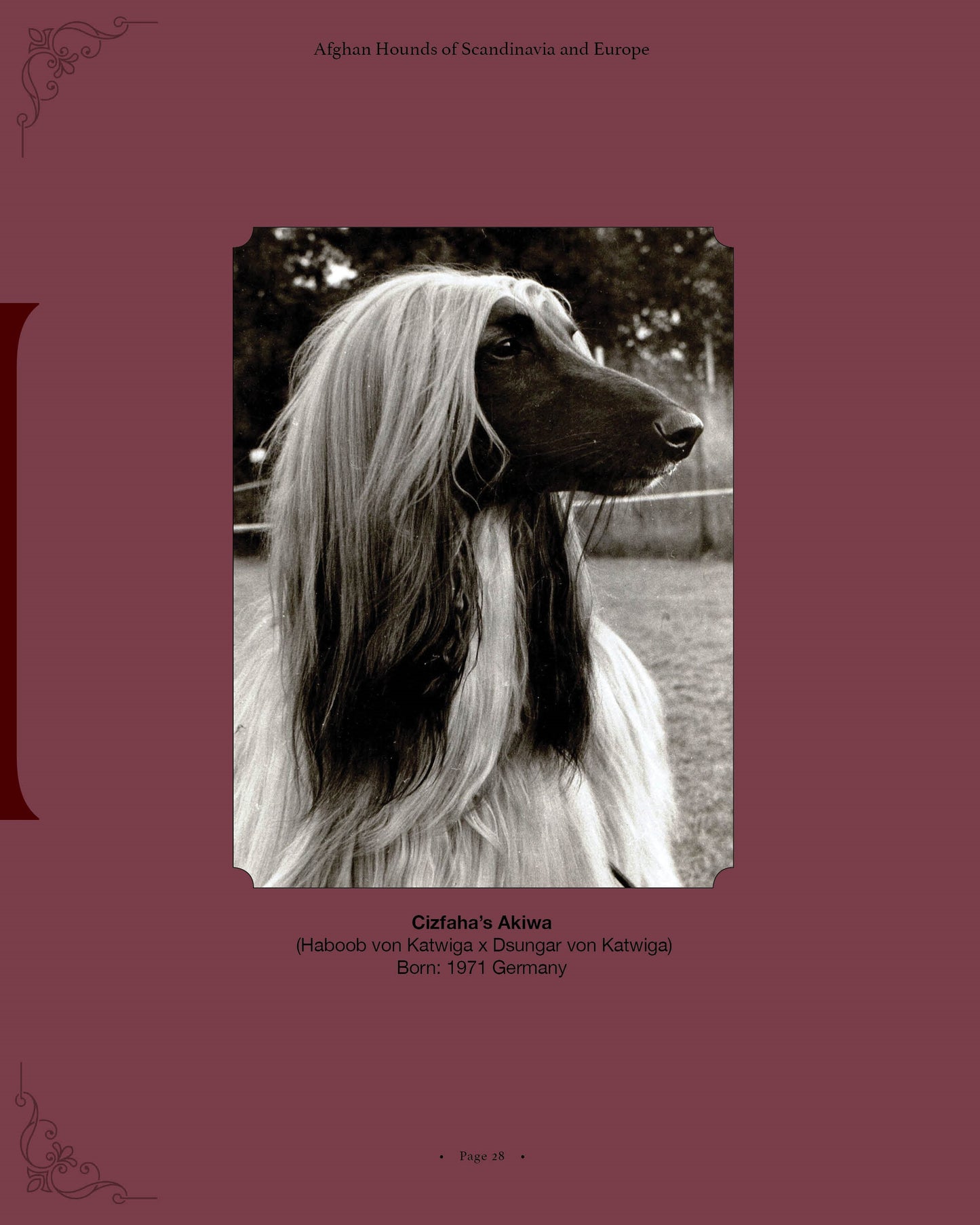 Cizfaha's Akiwa - a page from Afghan Hounds of Scandinavia and Europe from the 1970's, 80's and 90's (Vol. 3) by Victoria D. Spencer