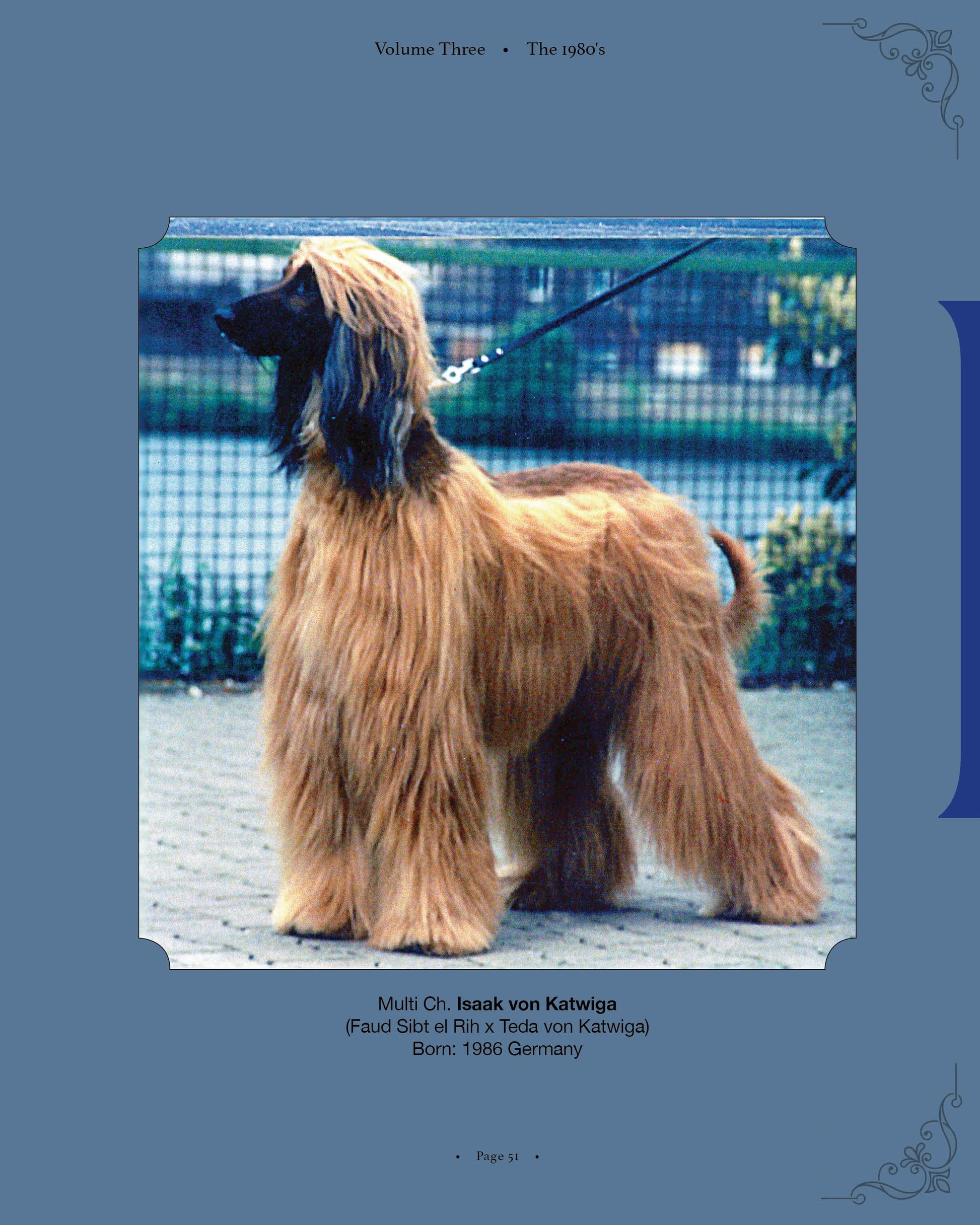 Isaak von Katwiga - a page from Afghan Hounds of Scandinavia and Europe from the 1970's, 80's and 90's (Vol. 3) by Victoria D. Spencer