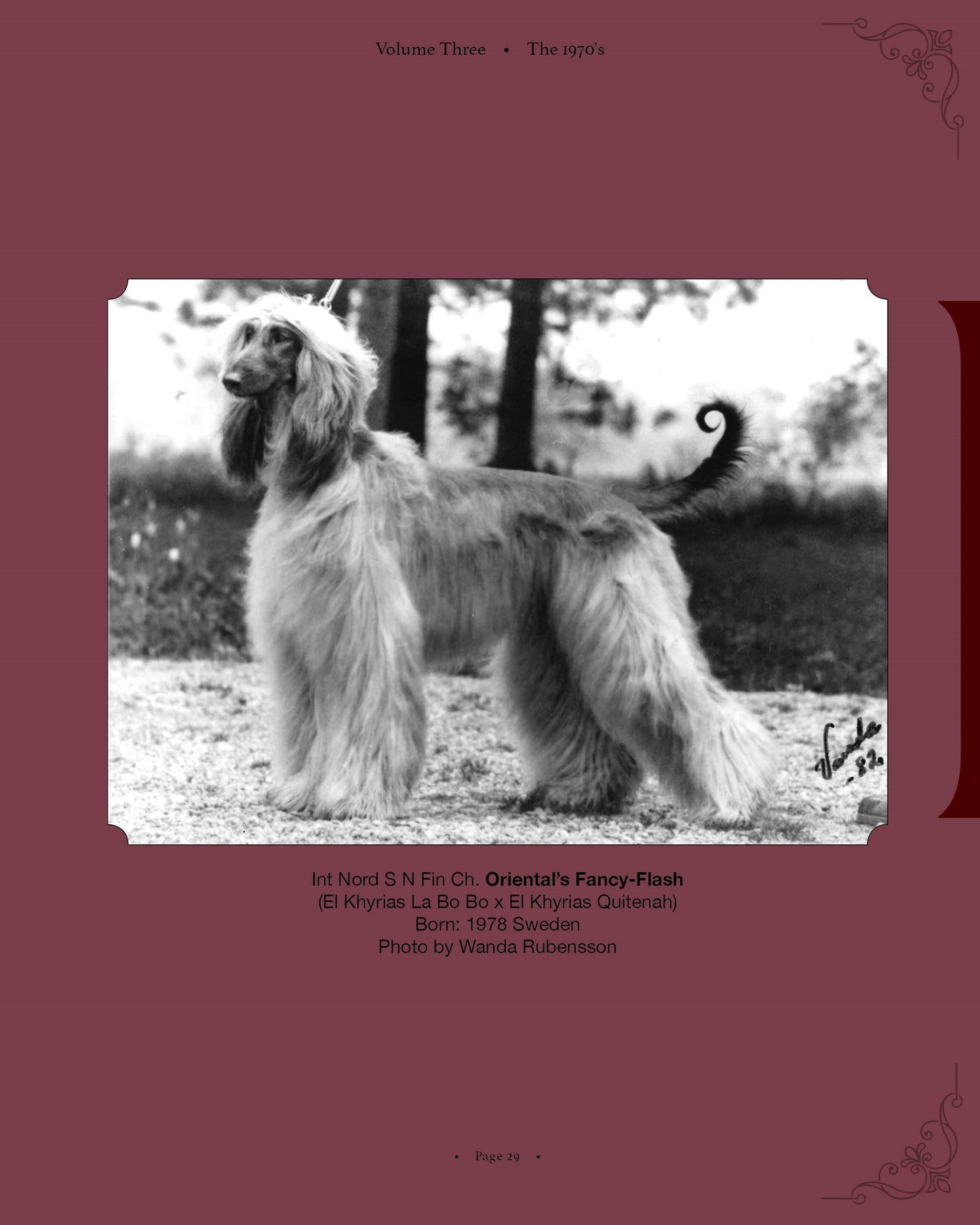 Oriental's Fancy-Flash - a page from Afghan Hounds of Scandinavia and Europe from the 1970's, 80's and 90's (Vol. 3) by Victoria D. Spencer