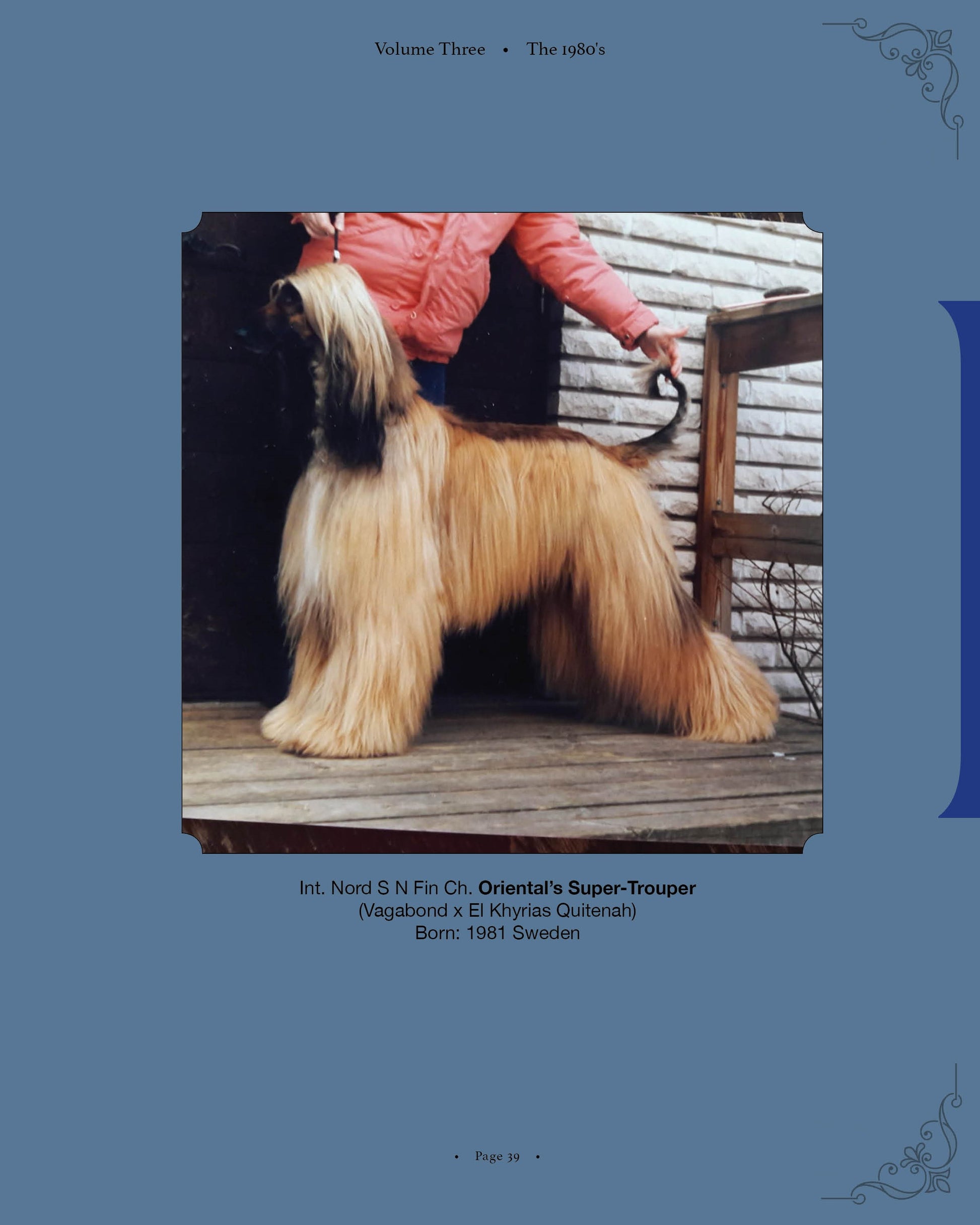 Oriental's Super-Trouper - a page from Afghan Hounds of Scandinavia and Europe from the 1970's, 80's and 90's (Vol. 3) by Victoria D. Spencer