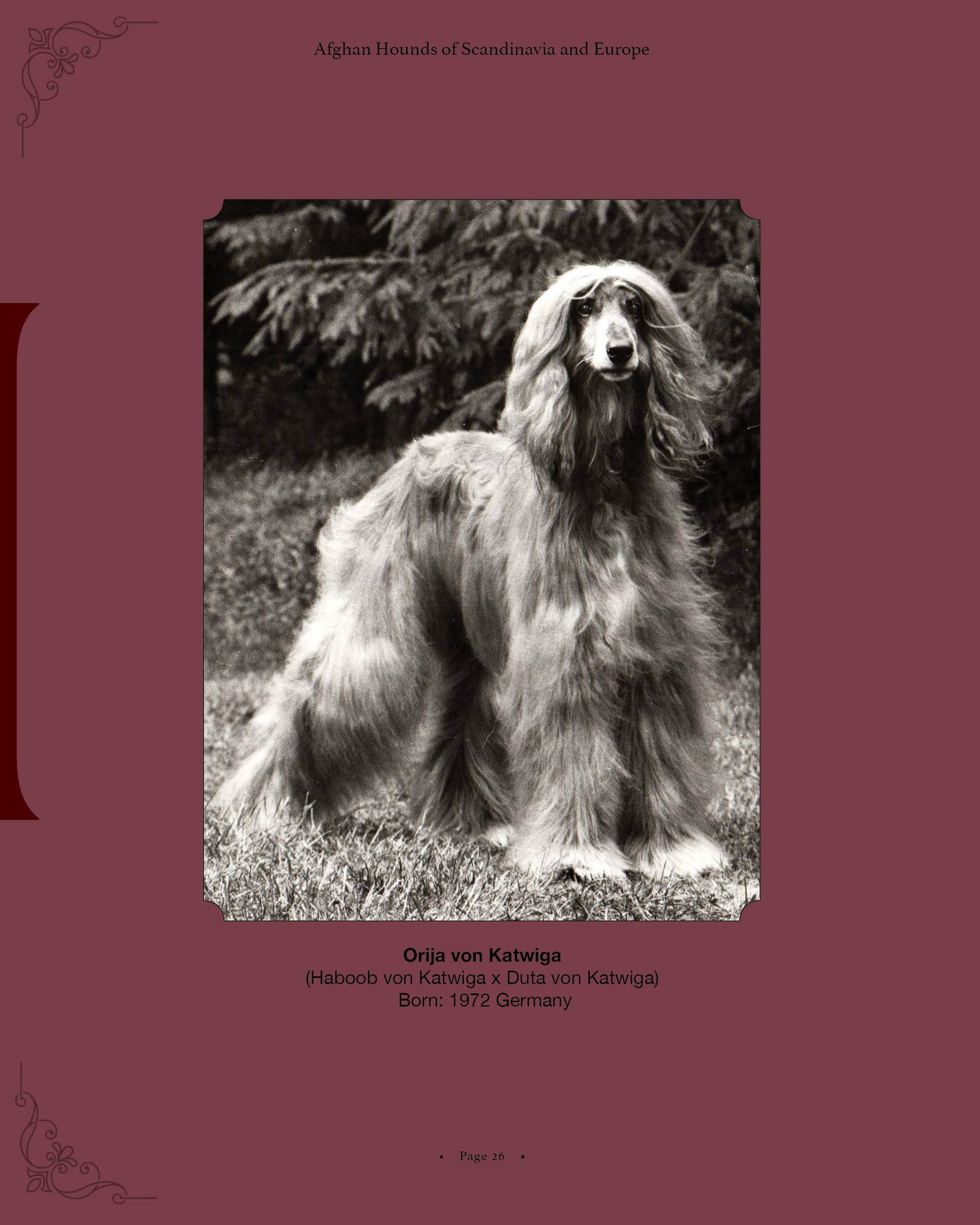 Orija von Katwiga: a page from Afghan Hounds of Scandinavia and Europe from the 1970's, 80's and 90's (Vol. 3) by Victoria D. Spencer