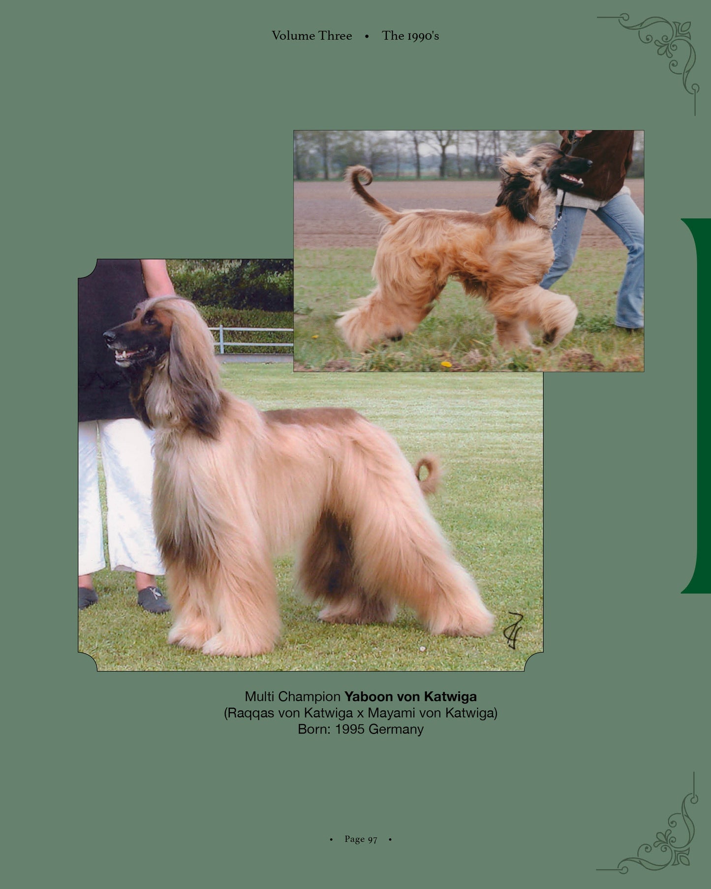 Yaboon von Katwiga - a page from Afghan Hounds of Scandinavia and Europe from the 1970's, 80's and 90's (Vol. 3) by Victoria D. Spencer